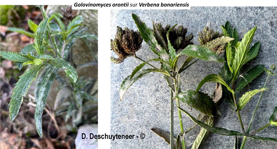 Golovinomyces orontii